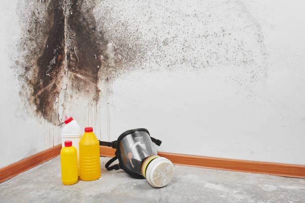Best Black Mold Remediation in Cuba, MO
