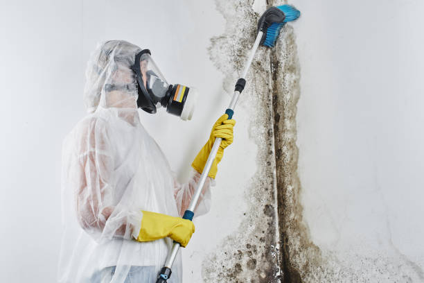 Best Crawl Space Mold Remediation in Cuba, MO