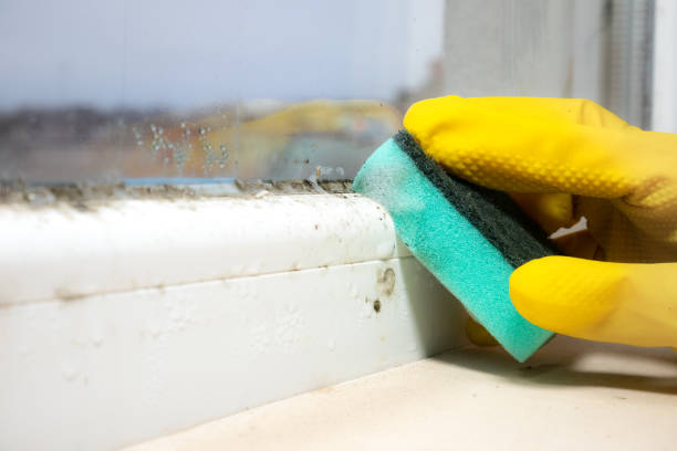 Best Bathroom Mold Remediation in Cuba, MO
