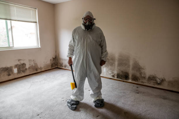 Best Post-Flood Mold Remediation in Cuba, MO