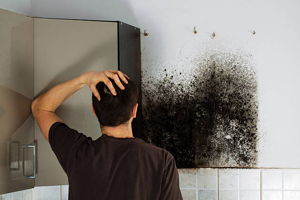 Best Kitchen Mold Remediation in Cuba, MO