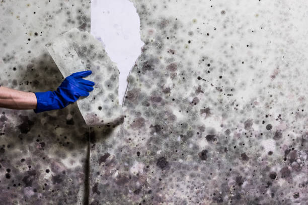 Best Residential Mold Remediation in Cuba, MO
